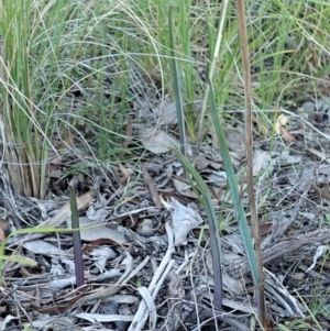 Calochilus platychilus at Cook, ACT - 15 Apr 2021