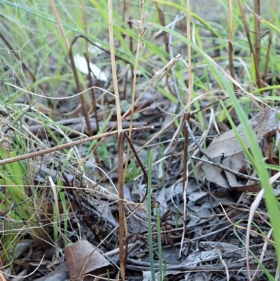 Microtis sp. (Onion Orchid) at Cook, ACT - 15 Apr 2021 by CathB