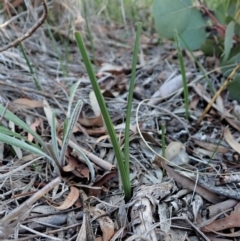 Diuris sulphurea at Cook, ACT - suppressed