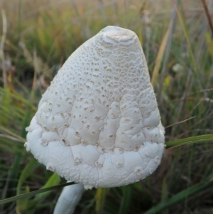 Macrolepiota sp. at Cook, ACT - 15 Apr 2021