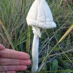 Macrolepiota sp. at Cook, ACT - 15 Apr 2021