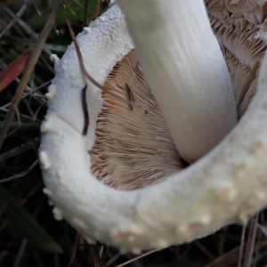 Macrolepiota sp. at Cook, ACT - 15 Apr 2021 05:16 PM