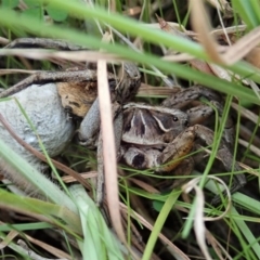 Tasmanicosa sp. (genus) (Tasmanicosa wolf spider) at Holt, ACT - 16 Apr 2021 by CathB