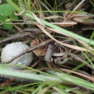 Tasmanicosa sp. (genus) at Holt, ACT - 16 Apr 2021