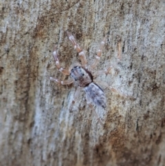 Arasia mollicoma (Flat-white Jumping Spider) at Holt, ACT - 16 Apr 2021 by CathB