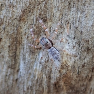 Arasia mollicoma at Holt, ACT - 16 Apr 2021