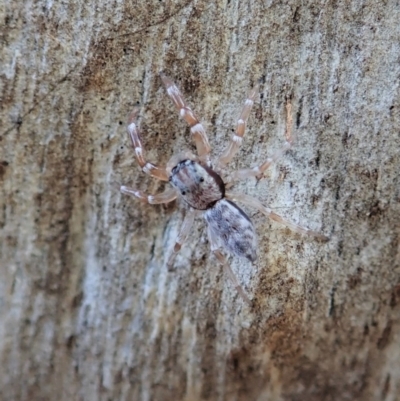 Arasia mollicoma (Flat-white Jumping Spider) at Holt, ACT - 16 Apr 2021 by CathB