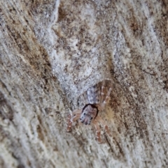 Arasia mollicoma at Holt, ACT - 16 Apr 2021