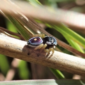 Maratus hesperus at Cook, ACT - 16 Apr 2021