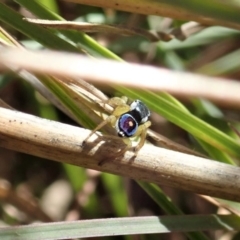 Maratus hesperus at Cook, ACT - 16 Apr 2021 02:04 PM