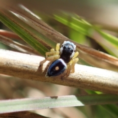 Maratus hesperus at Cook, ACT - 16 Apr 2021 02:04 PM