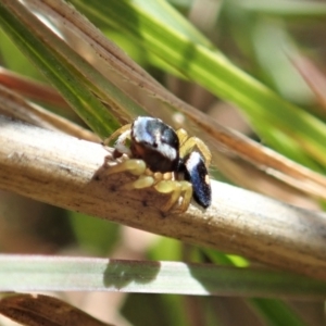 Maratus hesperus at Cook, ACT - 16 Apr 2021 02:04 PM