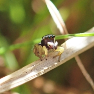 Maratus hesperus at Cook, ACT - 16 Apr 2021 02:04 PM