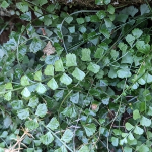 Asplenium flabellifolium at Currawang, NSW - suppressed