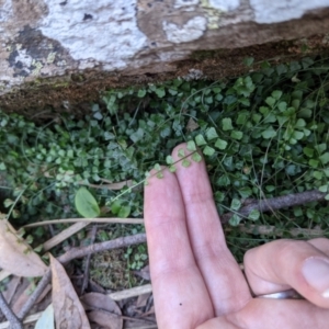 Asplenium flabellifolium at Currawang, NSW - suppressed