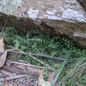 Asplenium flabellifolium at Currawang, NSW - suppressed