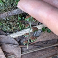 Asplenium flabellifolium at Currawang, NSW - suppressed