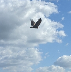 Aquila audax at Collector, NSW - 17 Apr 2021