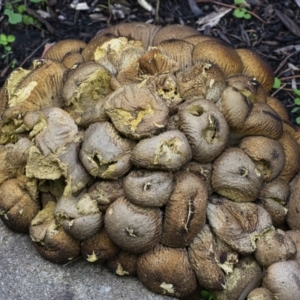 Lycoperdon perlatum at Acton, ACT - 14 Apr 2021 03:11 PM