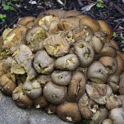 Lycoperdon perlatum (Gem Studded Puffball) at ANBG - 14 Apr 2021 by WHall