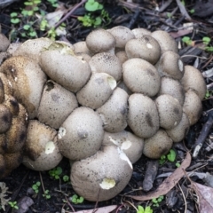 Lycoperdon perlatum at Acton, ACT - 14 Apr 2021 03:11 PM