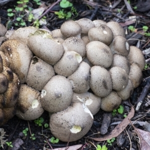 Lycoperdon perlatum at Acton, ACT - 14 Apr 2021 03:11 PM