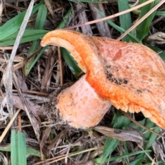 Lactarius deliciosus at Murrumbateman, NSW - 17 Apr 2021