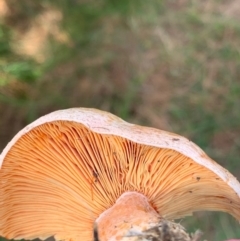 Lactarius deliciosus at Murrumbateman, NSW - 17 Apr 2021