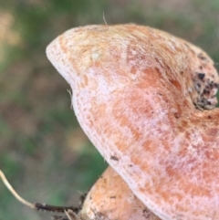 Lactarius deliciosus at Murrumbateman, NSW - 17 Apr 2021 10:15 AM