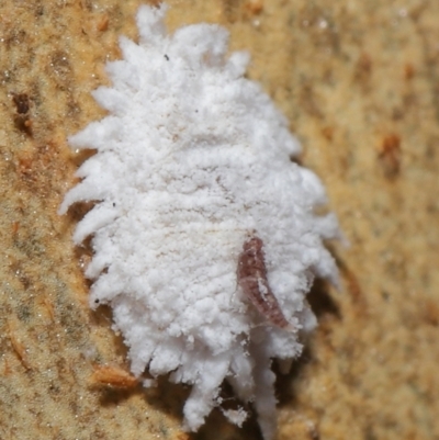 Cryptolaemus montrouzieri (Mealybug ladybird) at Acton, ACT - 16 Apr 2021 by TimL