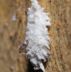 Cryptolaemus montrouzieri at Acton, ACT - 16 Apr 2021