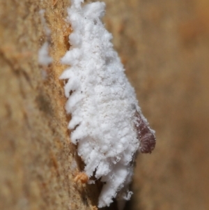 Cryptolaemus montrouzieri at Acton, ACT - 16 Apr 2021