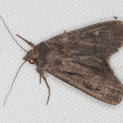 Agrotis infusa (Bogong Moth, Common Cutworm) at Melba, ACT - 21 Feb 2021 by Bron