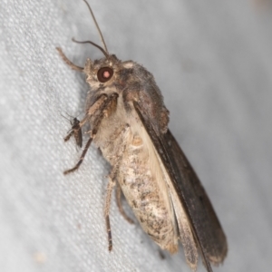 Agrotis infusa at Melba, ACT - 21 Feb 2021