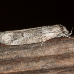 Palimmeces (genus) (a Philobota Group moth) at Melba, ACT - 21 Feb 2021 by Bron