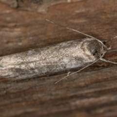 Palimmeces (genus) at Melba, ACT - 21 Feb 2021 09:07 AM