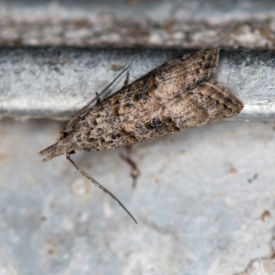 Carposinidae (family) (a Copromorhoidea moth) at Melba, ACT - 21 Feb 2021 by Bron