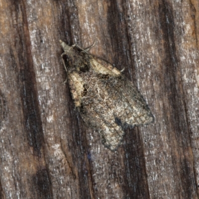 Capua intractana (A Tortricid moth) at Melba, ACT - 21 Feb 2021 by Bron