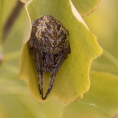 Araneinae (subfamily) (Orb weaver) at National Arboretum Forests - 16 Apr 2021 by AlisonMilton