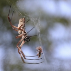 Trichonephila edulis (Golden orb weaver) at Molonglo Valley, ACT - 17 Apr 2021 by AlisonMilton