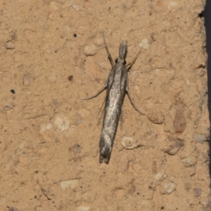 Tawhitia pentadactylus at Higgins, ACT - 23 Mar 2021 02:05 AM