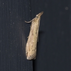 Faveria tritalis (Couchgrass Webworm) at Higgins, ACT - 21 Mar 2021 by AlisonMilton