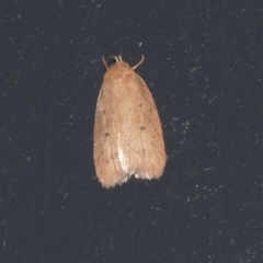 Garrha rubella (A Concealer moth) at Higgins, ACT - 23 Mar 2021 by AlisonMilton