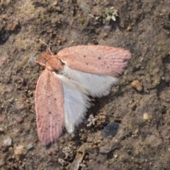 Garrha rubella (A Concealer moth) at National Arboretum Woodland - 29 Mar 2021 by AlisonMilton
