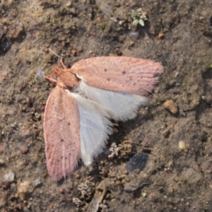 Garrha rubella at Molonglo Valley, ACT - 30 Mar 2021