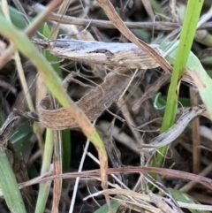 Tawhitia pentadactylus at Murrumbateman, NSW - 14 Apr 2021 by SimoneC