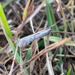 Tawhitia pentadactylus at Murrumbateman, NSW - 14 Apr 2021