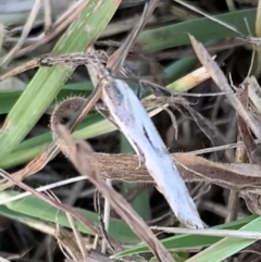 Tawhitia pentadactylus at Murrumbateman, NSW - 14 Apr 2021