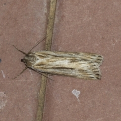 Ciampa arietaria (Brown Pasture Looper Moth) at Higgins, ACT - 15 Apr 2021 by AlisonMilton