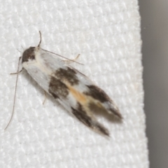 Oecophoridae (family) (Unidentified Oecophorid concealer moth) at Downer, ACT - 8 Apr 2019 by AlisonMilton